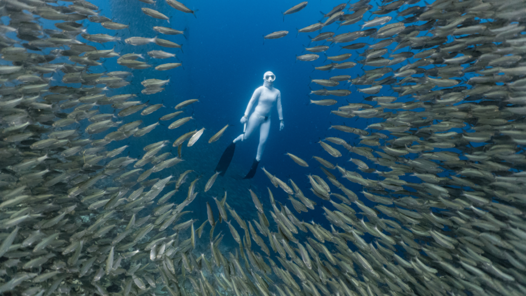 Diving in Tubbataha Reefs Natural Park