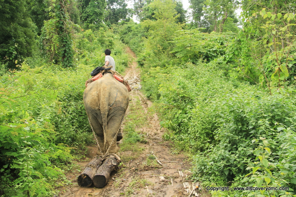 Elephant pulling logs at Pho Kyar Camp