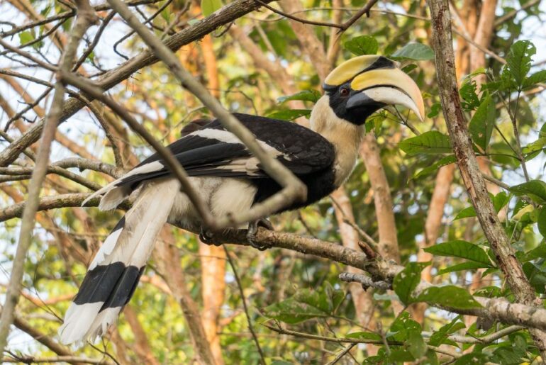 hornbill- cambodia tour