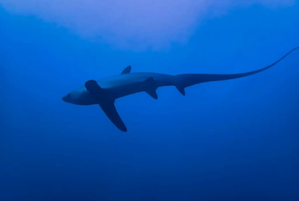 A lone Thresher Shark at a cleaning station in Monad Shoal near Malapascua Island in the Philippines.