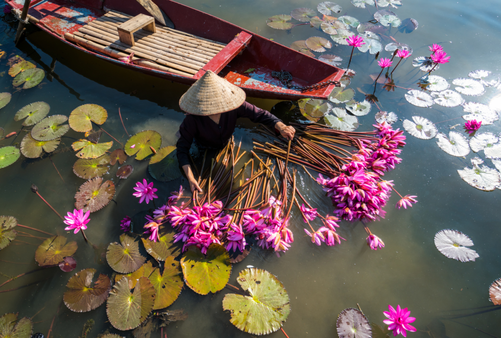 Rowing Boats Collecting Water Lilies on the Yen River in Ninh Binh, Vietnam