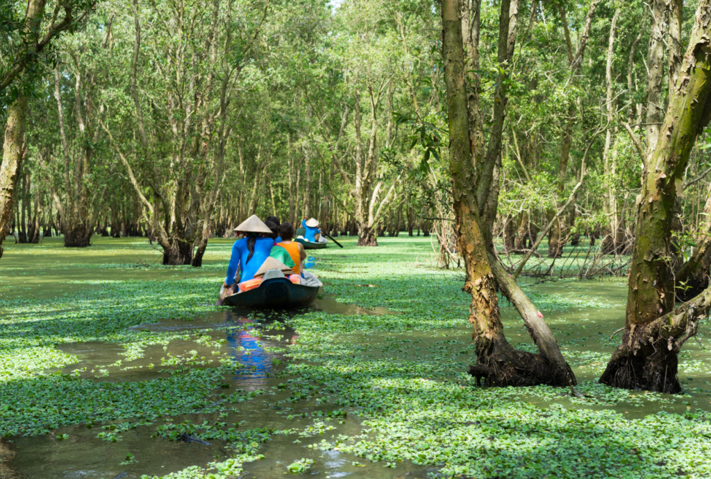 Tourism Rowing Boat in Mekong Delta