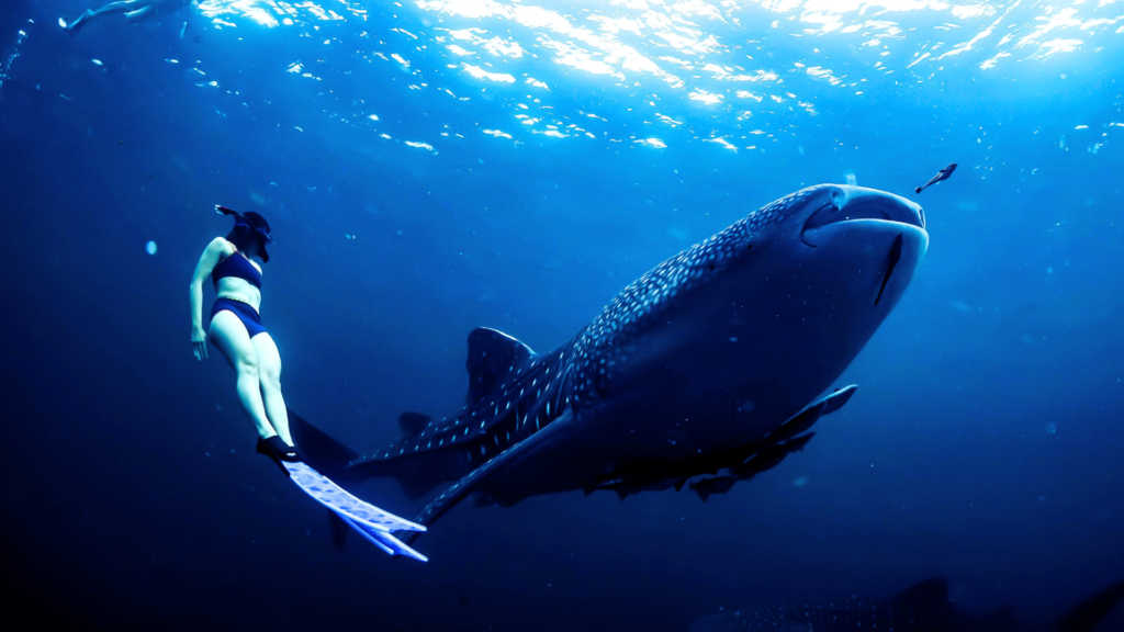 A woman swims gracefully alongside a massive whale shark in the deep blue ocean. The sunlight filters through the water, illuminating the gentle giant's distinctive white spots and the diver’s serene presence. The scene captures the awe-inspiring beauty of marine life and the peaceful interaction between human and sea creature. Best Time to Visit the Philippines