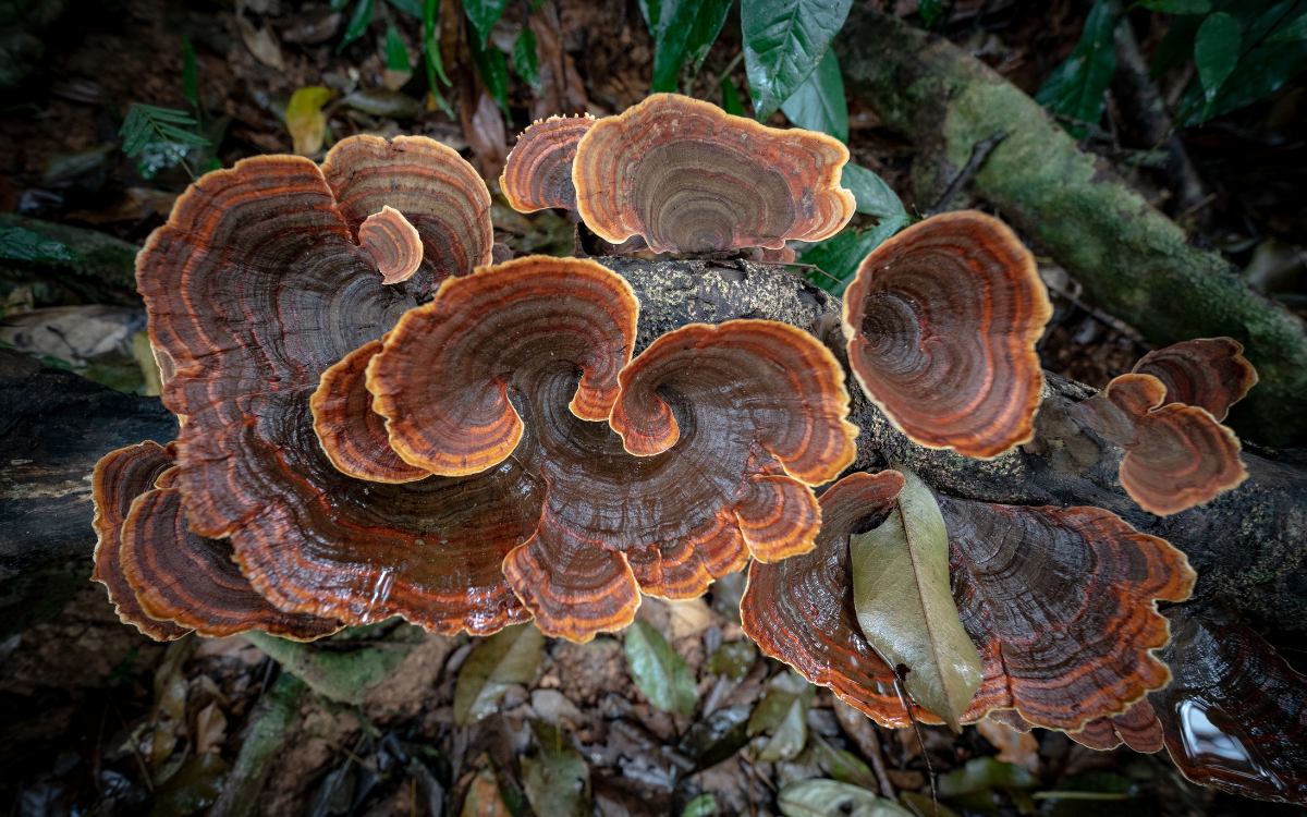 Borneo Family Adventure: A Journey Through Nature’s Wonderland ...