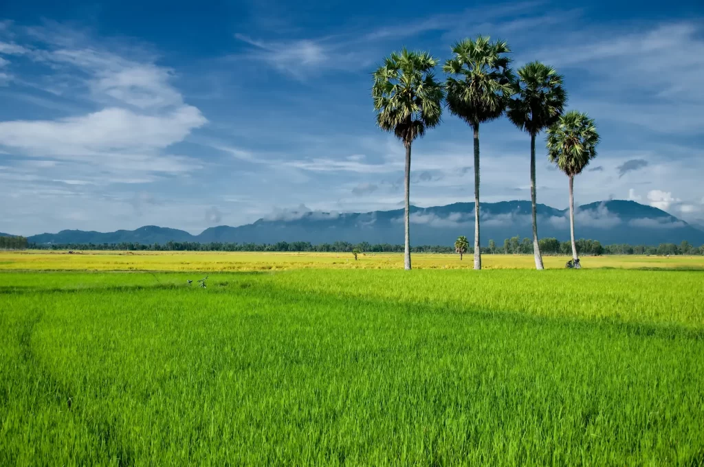 green rice fields_ cambodia cruise tour