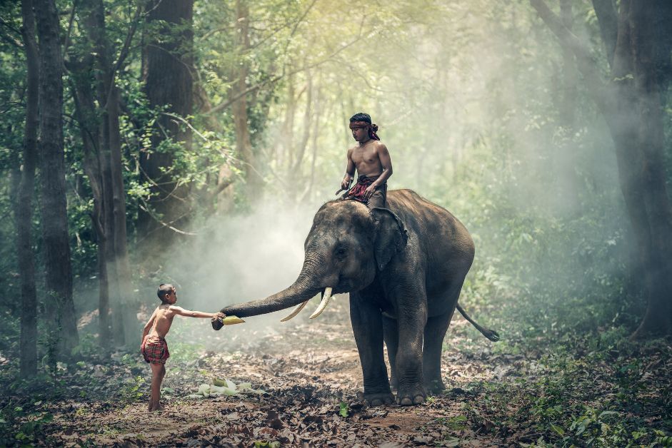 wild elephant cambodia tour
