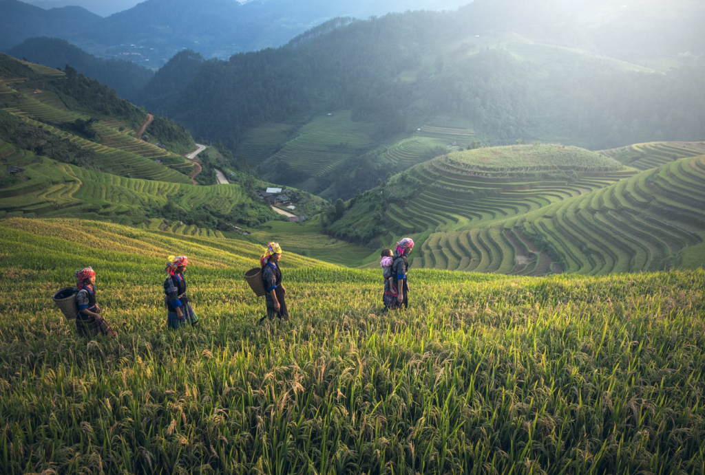 Sapa is famed for its terraced rice fields that cascade down mountainsides.