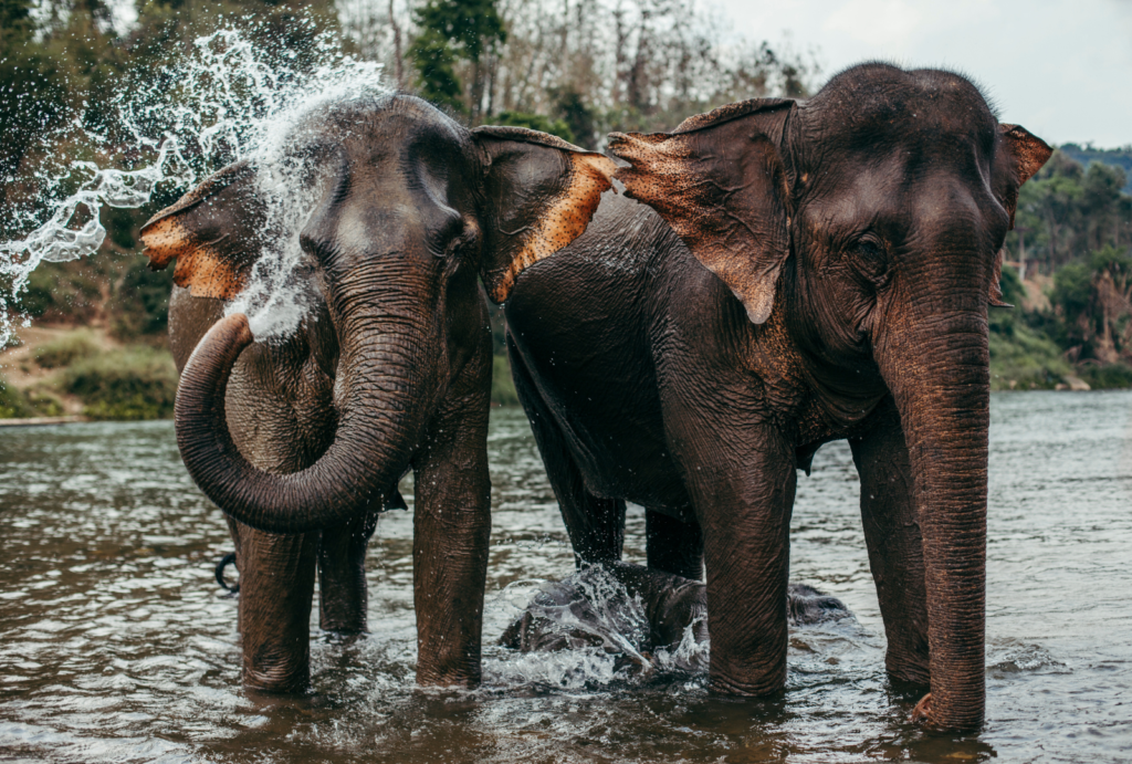 Elephant Laos tour