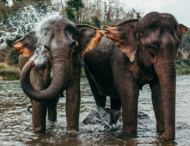 Elephant Laos tour