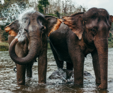 Elephant Laos tour