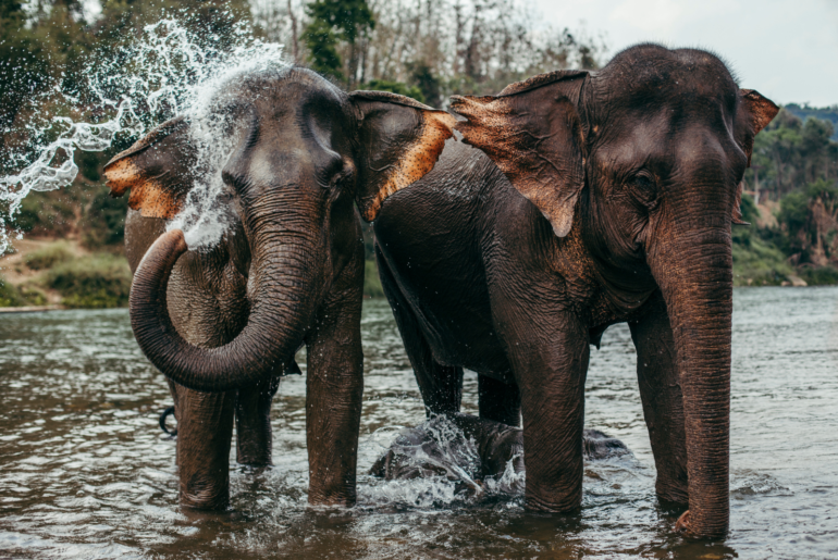 Elephant Laos tour