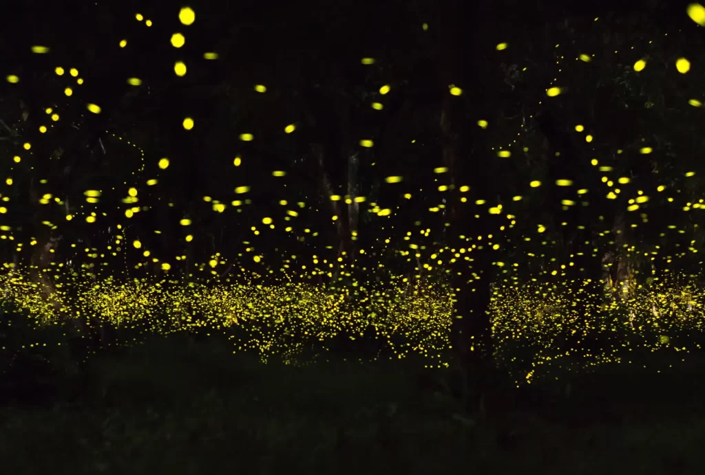 Enchanting fireflies illuminate the dark