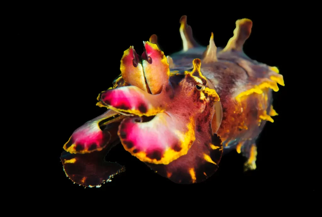 A close-up underwater photograph of a flamboyant cuttlefish (Metasepia pfefferi) displaying its vivid coloration of deep red, yellow, and brown hues with intricate patterns. The cuttlefish's distinctive tentacles and textured body are highlighted against a black background, emphasizing its striking appearance.