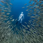 A woman in a white suit gracefully free dives among a vibrant school of sardines in a shallow coral reef.