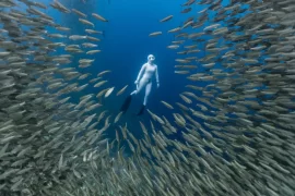 A woman in a white suit gracefully free dives among a vibrant school of sardines in a shallow coral reef.