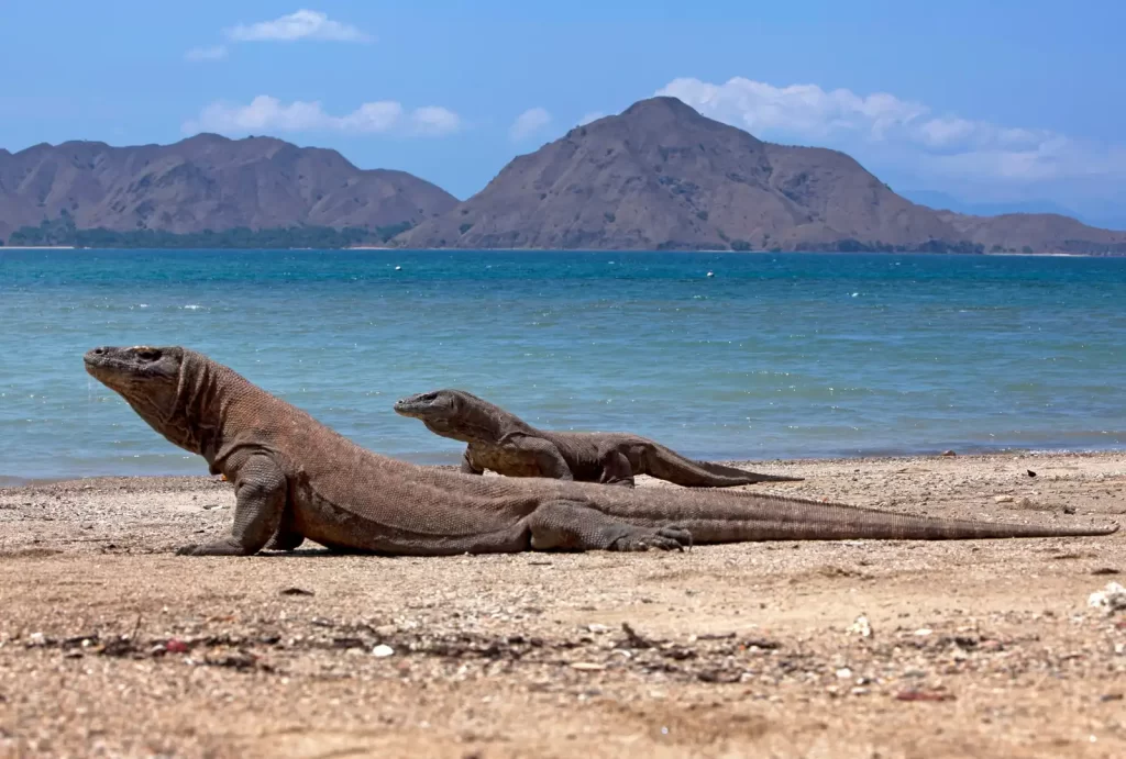 Two Komodo dragons basking on a sandy beach in Komodo National Park, Flores, Indonesia, with a backdrop of turquoise waters and rugged hills under a clear blue sky.