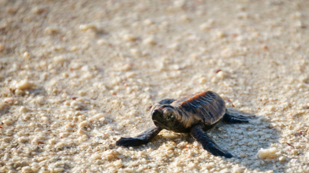 baby turtle