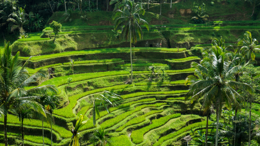 "Scenic terraced rice paddies in Ubud, Bali, Indonesia, surrounded by lush greenery and tall palm trees. The vibrant, layered fields showcase the island’s natural beauty and traditional agricultural techniques, creating a peaceful, picturesque landscape perfect for travelers seeking a serene escape."