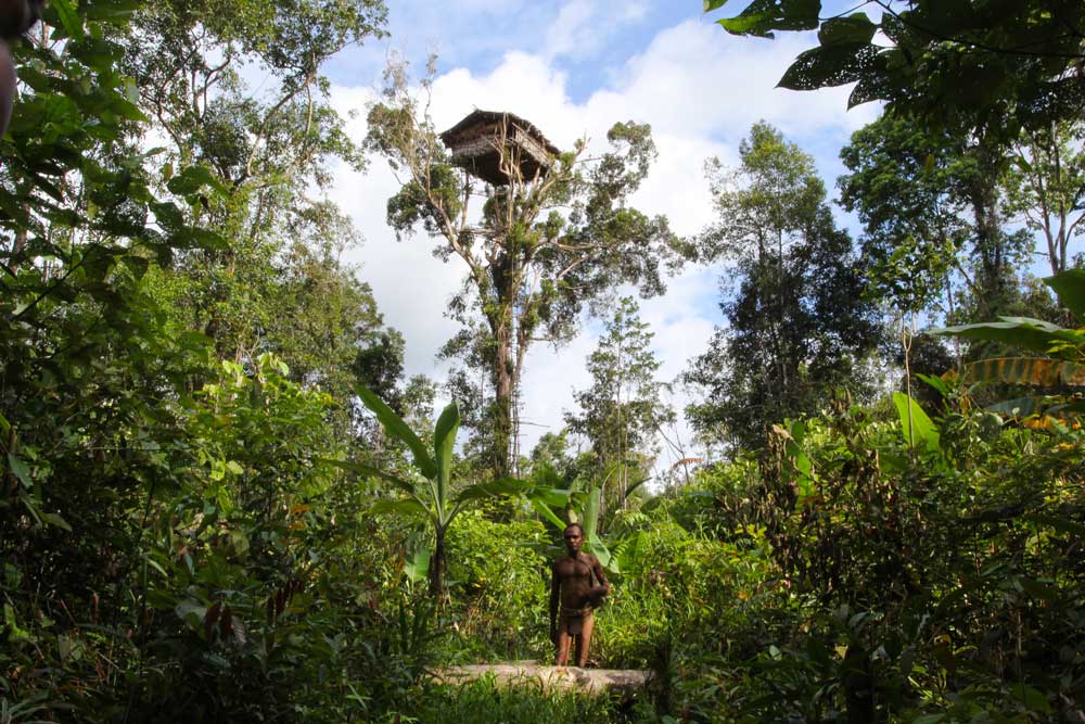 Deep in the vibrant jungle, Korowai tribal men stand proudly infront of their traditional treehouse.