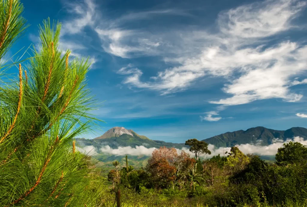 A scenic view of Mount Apo, the highest peak in the Philippines, surrounded by lush greenery and vibrant foliage. The towering volcano stands majestically in the background under a bright blue sky with wispy white clouds, while a pine tree in the foreground adds depth to the image. Rolling hills and misty clouds enhance the natural beauty of the landscape.