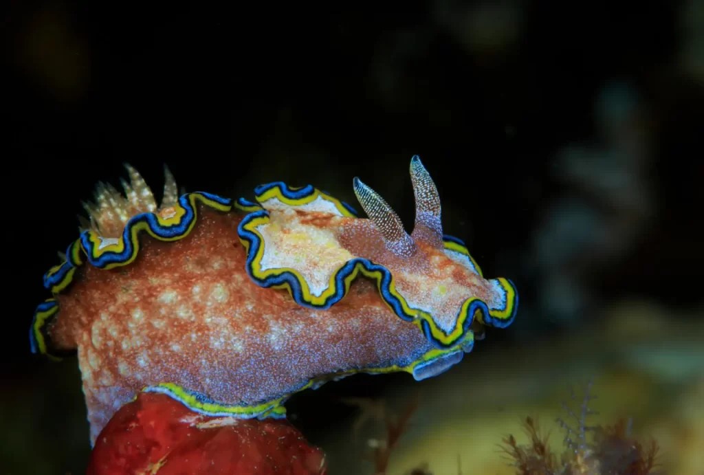 A close-up underwater photograph of a colorful nudibranch, a type of marine mollusk, with intricate patterns of yellow, blue, and black wavy edges on its body. The nudibranch is crawling on a red coral-like structure against a dark background, highlighting its vibrant colors and delicate details.