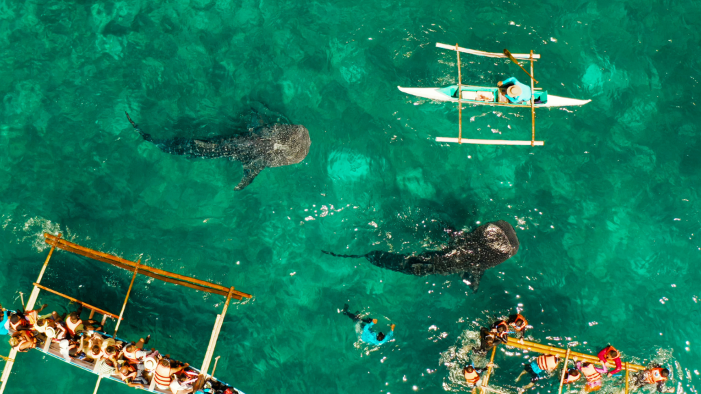 Oslob Whale Shark Encounter in Cebu, Philippines