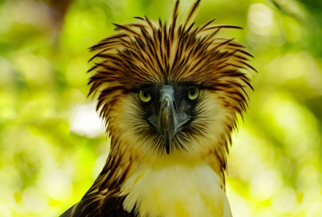 A Philippine Eagle with striking long, matted feathers perched majestically on a branch, showcasing its unique beauty.