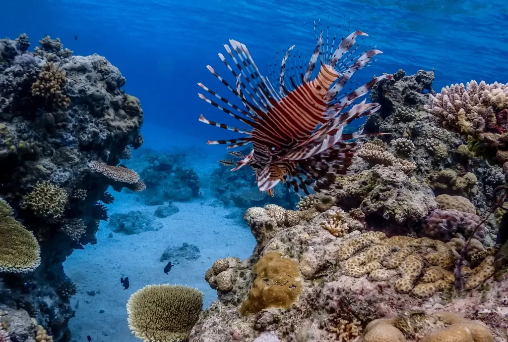 A vibrant red lionfish gracefully glides over the colorful coral reef at Apo Reef, showcasing its stunning fins.