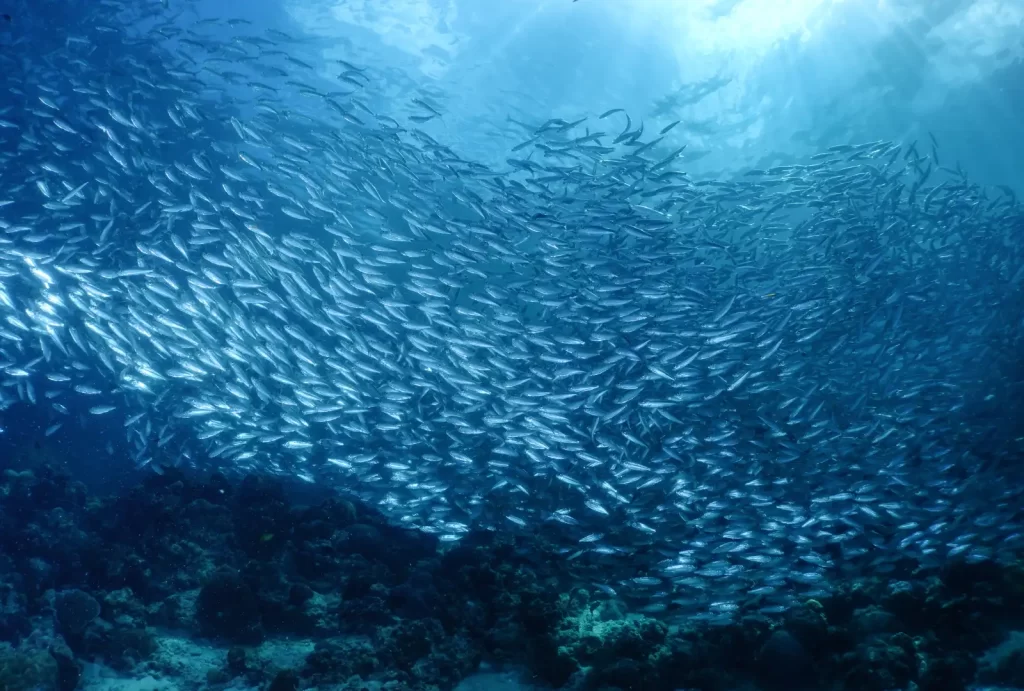  A vibrant school of sardines swims gracefully in the clear waters of Moalboal, showcasing nature's underwater beauty.