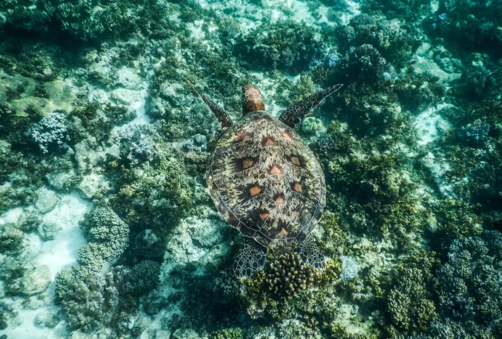 A turtle glides gracefully through the vibrant coral reefs near Balicasag Island, Philippines, showcasing ocean beauty.