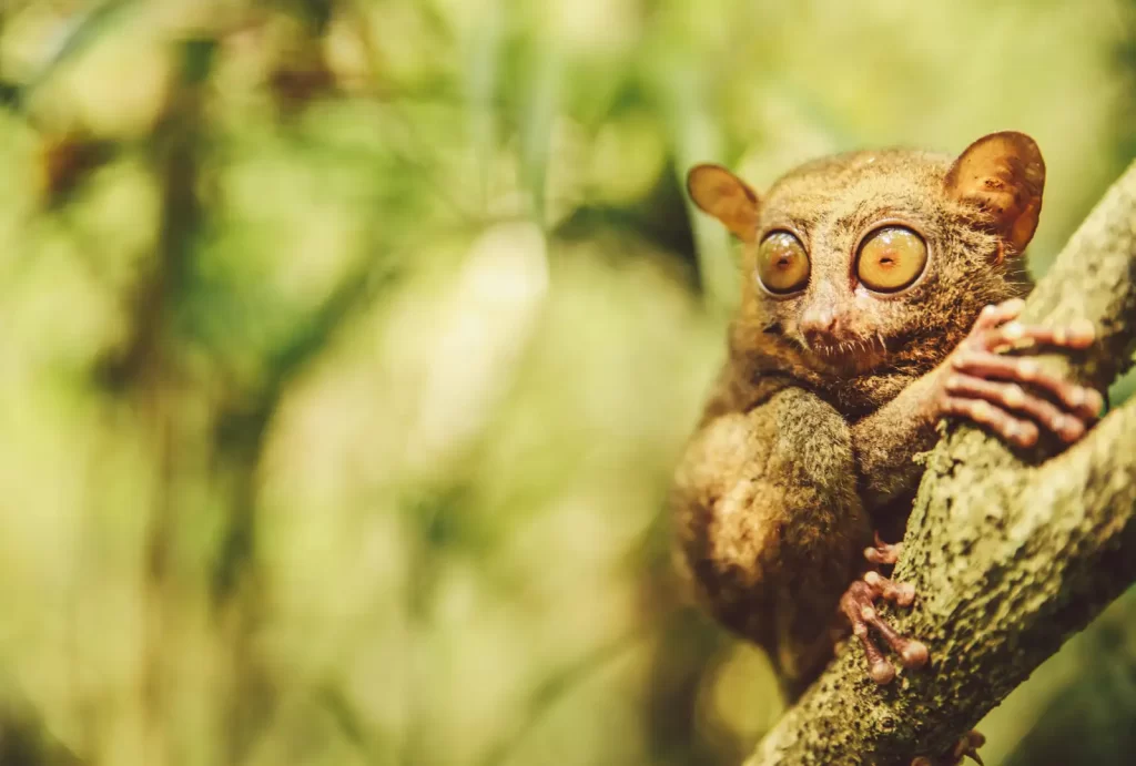 A tarsier perched on a tree branch, showcasing its large eyes and unique features in a lush green environment.