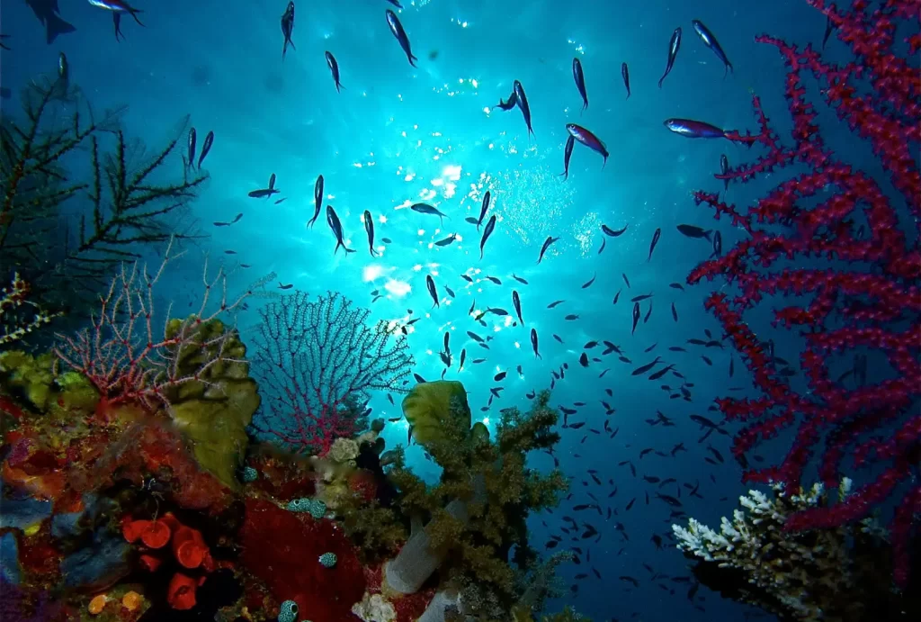 A vibrant underwater scene featuring colorful coral reefs and a school of small fish swimming in the clear blue waters. Sunlight filters through the water, illuminating the coral formations in shades of red, yellow, and green. The fish move gracefully, creating a dynamic and lively marine ecosystem.