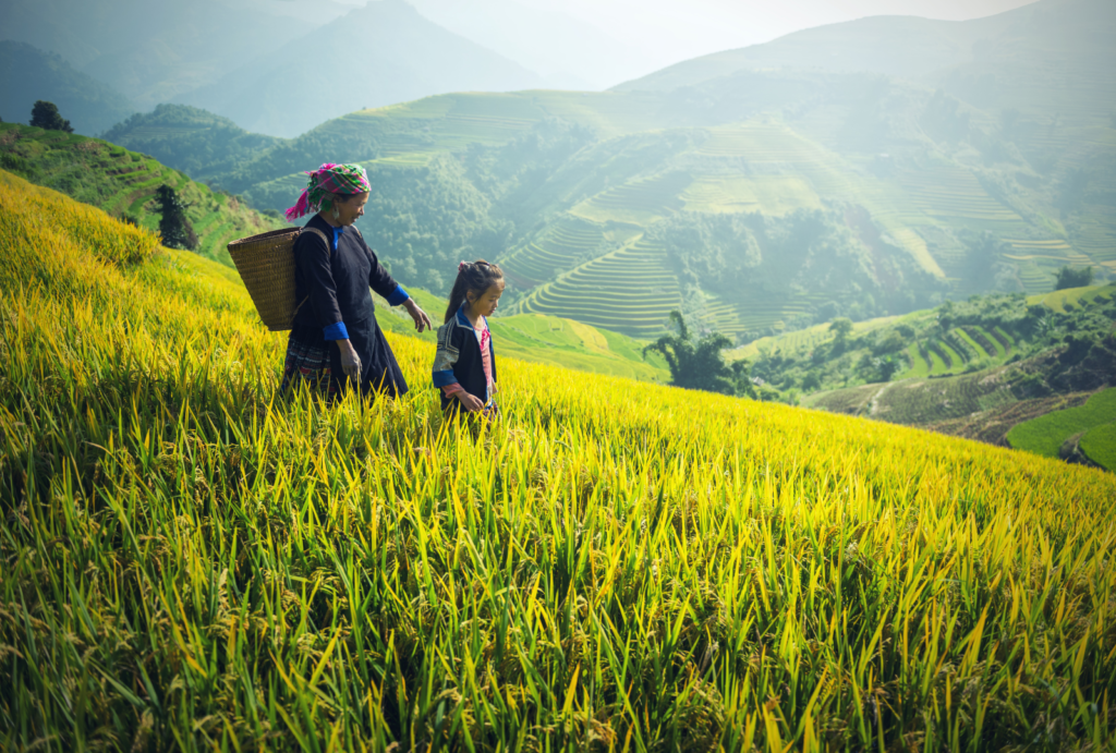 terraced rice fields in sapa _ vietnam tour