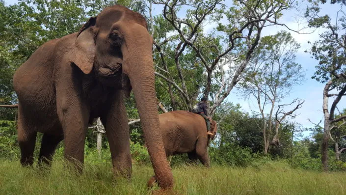 Living heritage: A close-up encounter with Cambodia's elephant guardians, offering a rare look at the deep-rooted relationship between local communities and wildlife protection.
