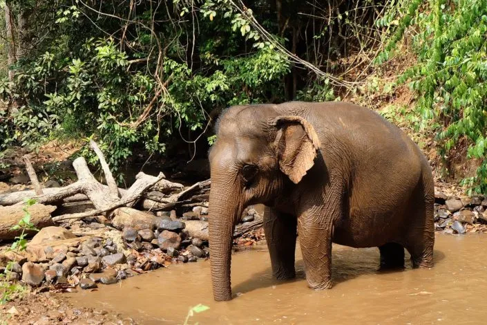 An Asian elephant standing in a river at an ethical sanctuary in Mondulkiri, Cambodia, showcasing the responsible wildlife experiences provided by a premier Cambodia tour operator.