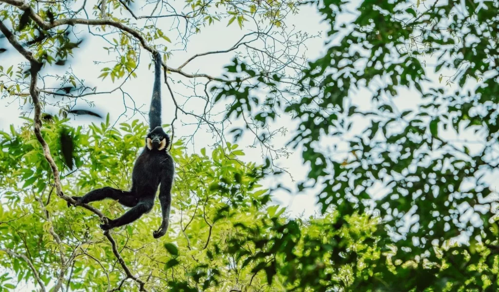 A wild gibbon swinging through the lush green canopy in a protected Cambodian forest, illustrating the exclusive wildlife trekking tours offered by a premier Cambodia tour operator.