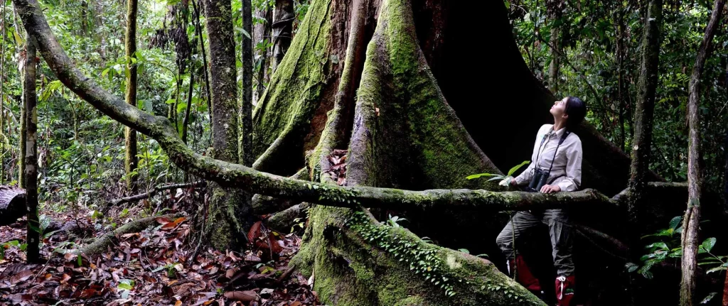 A naturalist guide looks up into the old-growth canopy beside the enormous buttress roots of a dipterocarp tree in Danum Valley, Borneo — guided rainforest walks here reveal a forest unchanged for 130 million years