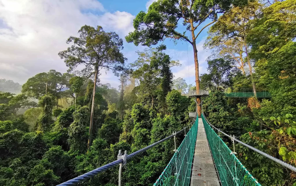Suspended canopy walkway above the ancient rainforest of Danum Valley, Sabah, Borneo — one of the world's last intact lowland dipterocarp forests and a centrepiece of any luxury Borneo wildlife itinerary