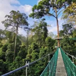 Suspended canopy walkway above the ancient rainforest of Danum Valley, Sabah, Borneo — one of the world's last intact lowland dipterocarp forests and a centrepiece of any luxury Borneo wildlife itinerary