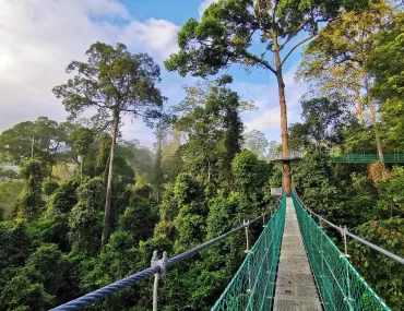 Where the Rainforest is 130 Million Years Old: Borneo’s Danum Valley