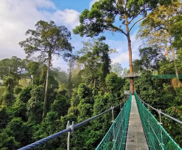 Suspended canopy walkway above the ancient rainforest of Danum Valley, Sabah, Borneo — one of the world's last intact lowland dipterocarp forests and a centrepiece of any luxury Borneo wildlife itinerary