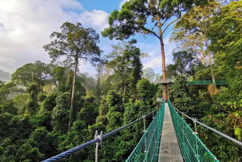 Suspended canopy walkway above the ancient rainforest of Danum Valley, Sabah, Borneo — one of the world's last intact lowland dipterocarp forests and a centrepiece of any luxury Borneo wildlife itinerary