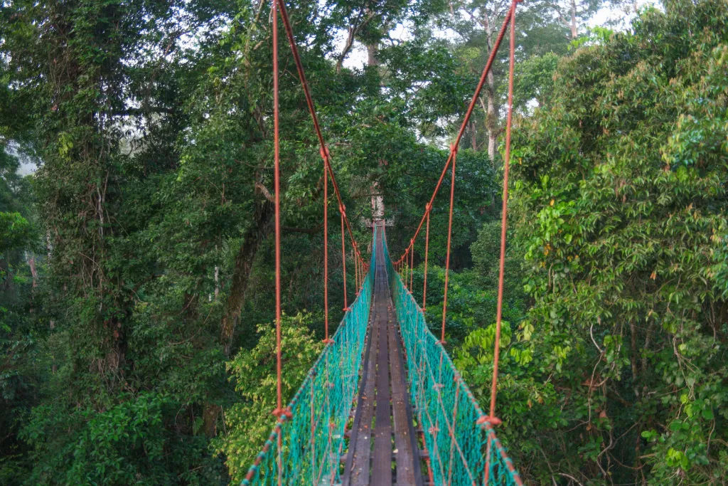 Rope-bridge canopy walkway above the rainforest, Danum Valley, Sabah