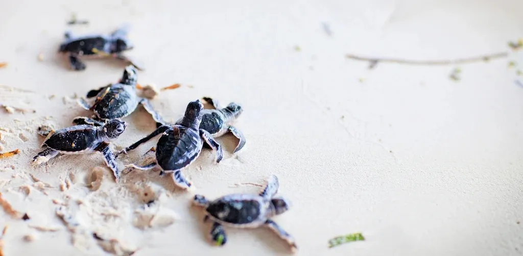 ewly hatched baby sea turtles crawling across a white sand beach toward the ocean as part of a marine conservation experience — Discovery DMC