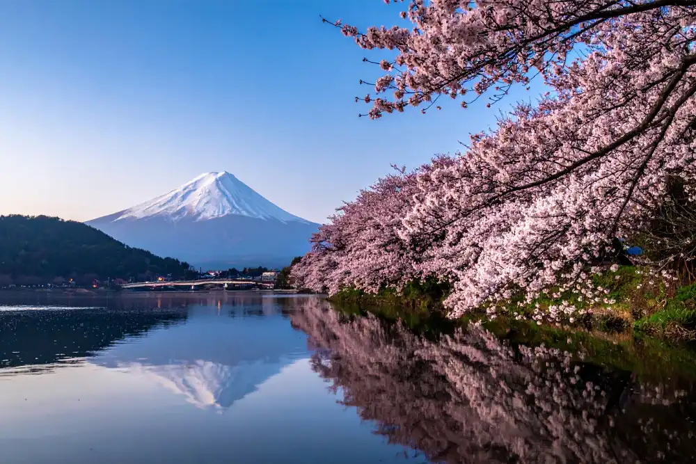 Iconic view of Mount Fuji framed by blooming cherry blossoms reflected in Lake Kawaguchi, a highlight of bespoke itineraries by a specialist Japan tour operator.