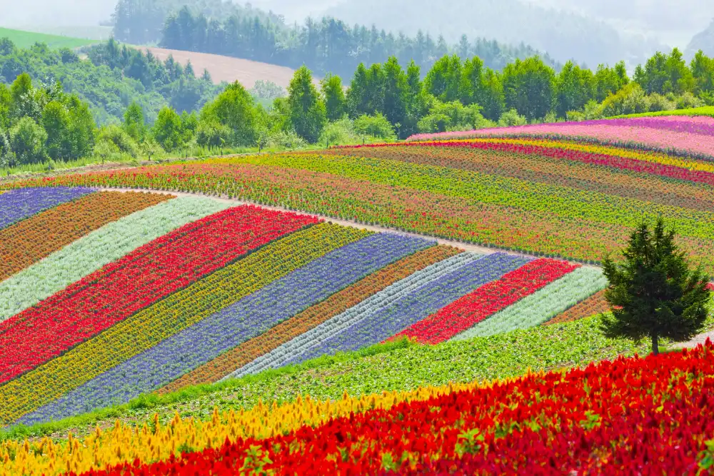 Vibrant rolling rainbow flower fields in Hokkaido, Japan, showcasing seasonal luxury travel experiences curated by an expert Japan tour operator.