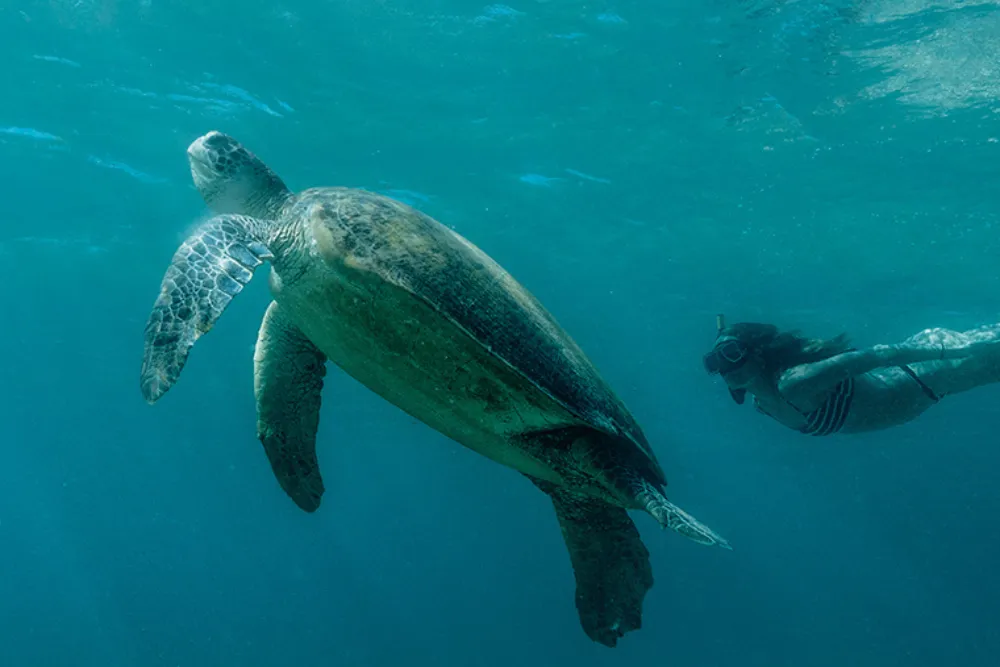 A luxury traveler snorkeling with a green sea turtle in the clear waters of the Philippines, part of a private marine safari curated by an expert Philippines DMC