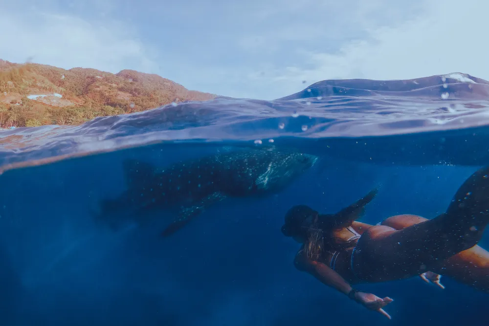 A luxury traveler swimming with a whale shark in the Philippines. Bespoke marine wildlife tours and private boat charters arranged by a premier Philippines tour operator.