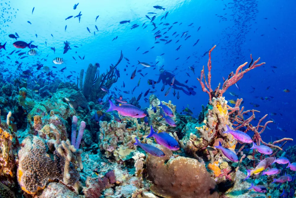 A scuba diver explores a vibrant, untouched coral reef teeming with tropical fish, showcasing the premium underwater experiences offered by a leading Philippines tour operator.