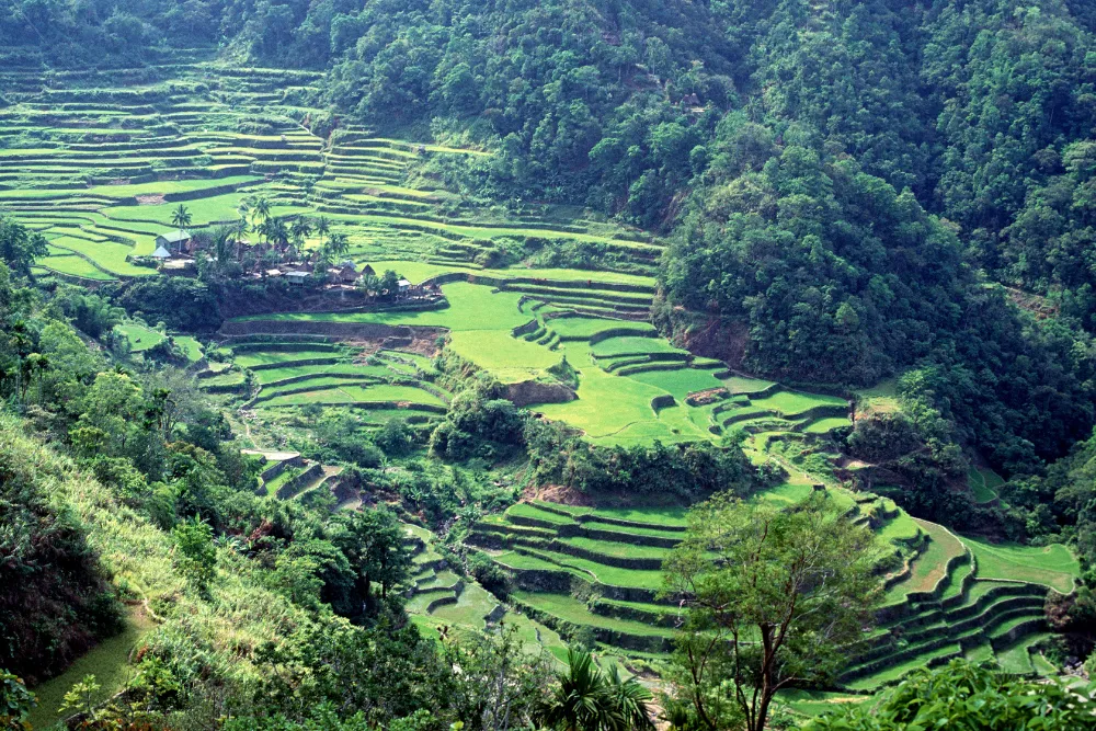 Verdant rice terraces in the Philippines, showcasing the lush inland landscapes and cultural heritage sites available for luxury exploration.
